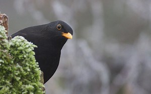 A Black Bird with Yellow Beak? (Top Examples & Pictures!) - Bird Avid