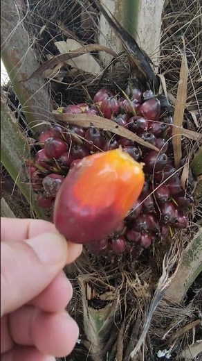 Dendê, fruto que dá origem ao azeite