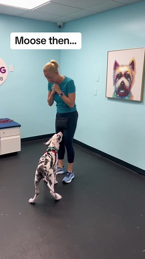 Dog Training: Progress and Puppy Training Tips