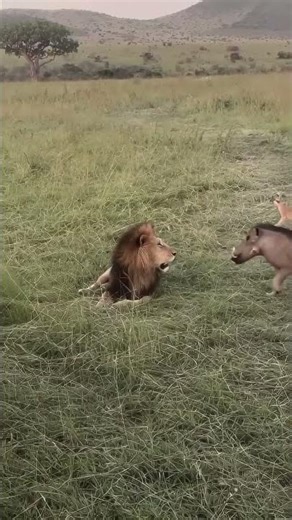 The Most Unexpected Lion King Reunion