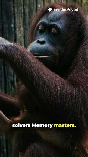 Orangutan Facts So Wild You’ll Hit Subscribe — 45s Short