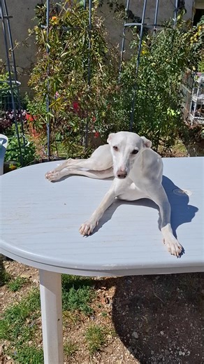 Quand je cherche Maya et que pendant ce temps, elle se dort sur la table... #whippetsofinstagram #whippets #WhatsApp #levrier #levriers #SCC #fci | Mes Whippet Lantais Corinne