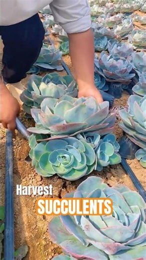 Succulent Harvest Day! ✂️ Collecting Cuttings & Leaves for FREE Plants