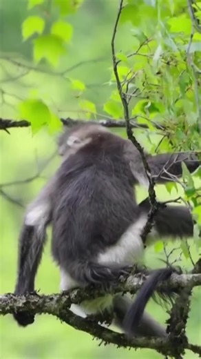 China is marking World Wildlife Day with significant recoveries in endangered species populations. Official data shows that over 80% of key terrestrial wildlife is now protected under a growing national park system, which uses AI tracking and ecological corridors to support rare animals such as giant pandas, milu deer, snub-nosed monkeys, and white-headed langurs. #worldwildlifeday #biodiversity #wildlife #wildchina #amazingnature