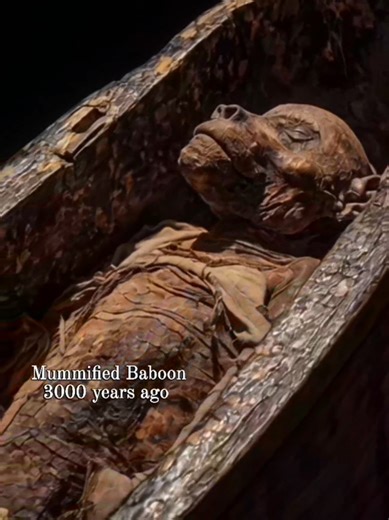 The Sacred Mummified Baboon of Ancient Luxor