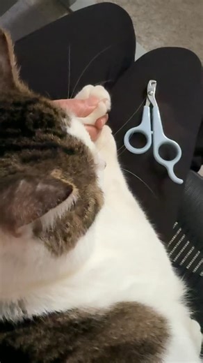 Chelle on Instagram: "Arnold is super chill when it comes to nail trims! 😺 If you’re just finding this account, Arnold was a semi-feral/FIV positive cat we trapped in October 2025. Back in October, he was hissing and swatting at us, but now now he just wants to cuddle. #catsofinstagram #rescuecat #catsofig #cats #catsoftexas #fivcat #dailyfluff #angryarnold"
