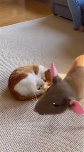 Dog’s Rat Mask Prank Makes Cat Fly