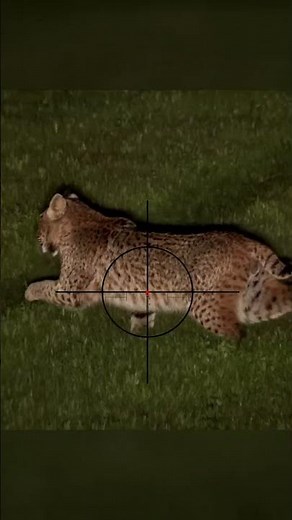 Hunting Bobcats at Night: Sniper Rifle One Shot Takedown #hunting #bobcat #mrahery