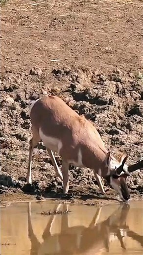 Ancient Hunting Ways of Africa | Tribal Bow & Arrow Skills.#shorts #deerhunting