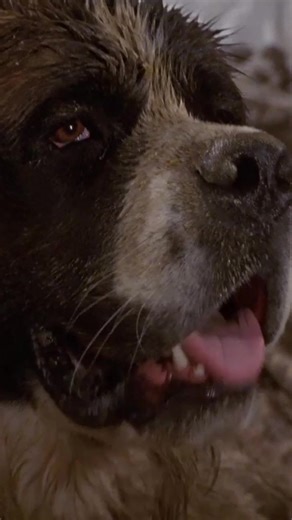 More of a “participation trophy” kinda dog | 🎬 Beethoven (1992) #Beethoven #StBernard #Dog #UniversalPictures #FilmTok