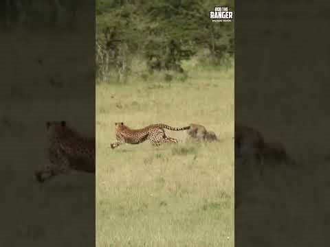 Cheetah battles leopard in intense and dramatic wildlife encounter