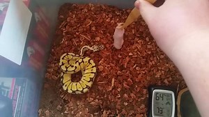7.5K views · 299 reactions | Vicious python attacks its food | Snek | Facebook