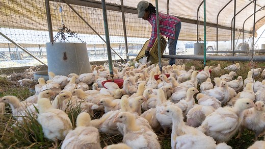 A new vaccine for bird flu has conditional approval for chickens. What to know