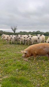 MAPPERTON WILDLANDS is Dorset’s most spectacular rewilding project. Book on one of our @mapperton_wildlands REWILDING TOURS this summer! . We are handing 450 acres of marginal farmland back to nature and promoting regenerative agriculture across the rest of @mapperton_estate As a result, we will deliver significant benefits for biodiversity, the environment, food production and – through Social Wilding & Volunteering – our wellbeing. Mapperton lies within the Dorset Area of Outstanding beauty, w