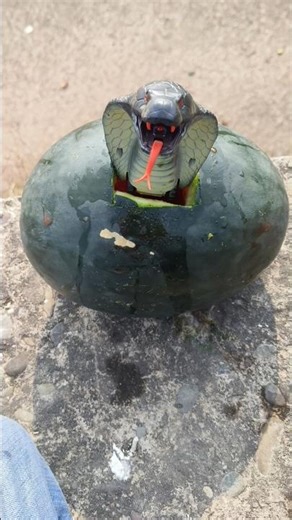 Experiment in watermelon 🍉 with snake 🐍