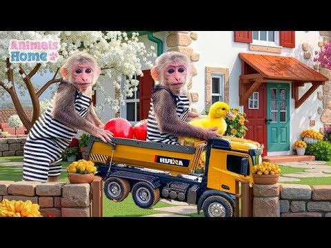 Smart BiBi monkey helps dad harvest fruit at the farm