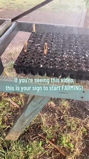 UMANI FARMS MAUI on Instagram: "If you are watching this video, this is your sign to start farming! #FarmJourney #TinyBeginnings #StartingFarming #TinyGreens #HawaiiFarms #FromSeedToHarvest #GrowYourDream #FarmLife #SustainableFarming #Microgreens #LocalRoots #AlohaFarms #GreenThumbJourney #PlantAndProsper #FreshStart #IslandFarming"