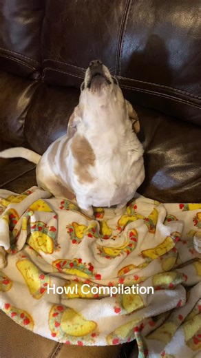 Howl Along with Our Beloved Weenie Dogs