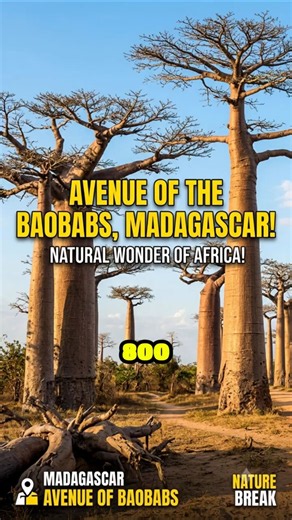 The Road of Giant Ancient Trees! 🌳😱 #Madagascar