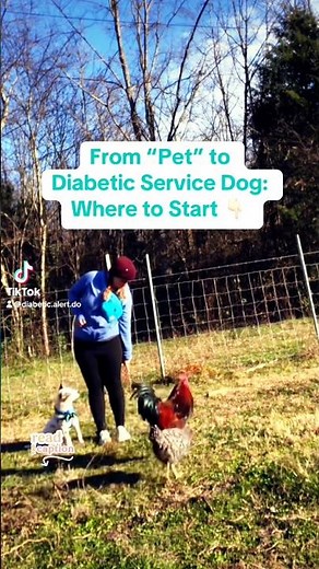 How to Train your Own Diabetic Alert Dog at Home #diabeticalertdog #t1dmom #diabeticdogs #t1d #t2dm