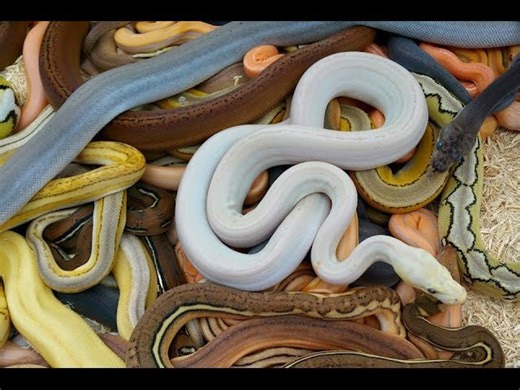 Albino super motley titanium snakes definitely worth the wait!