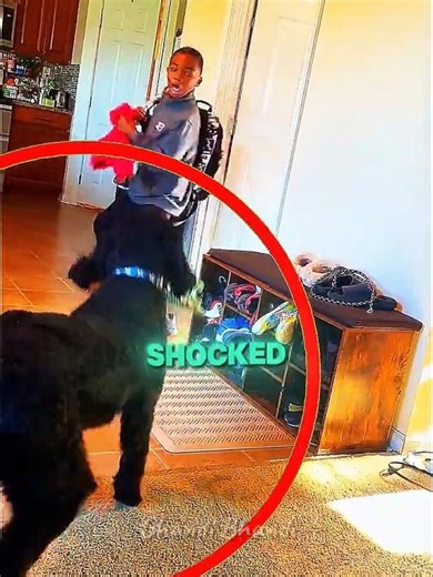 This Surprise Dog Made Their Day Complete #shorts #heartwarming #pets