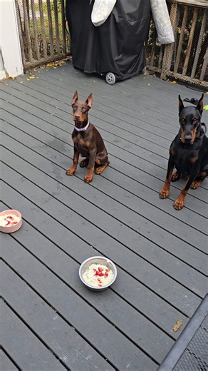 Lesson in patience.It's a daily ritual!#doberman #dogtraining #discipline #obidientdog #doghacks