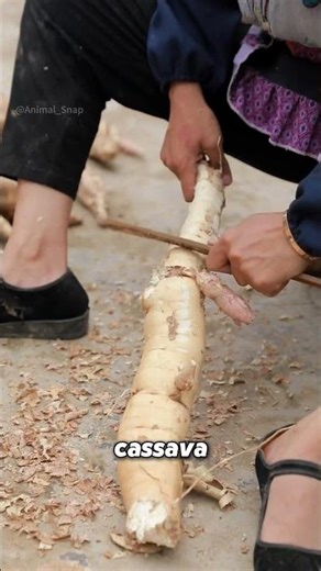 Cassava: A Toxic Yet Essential Crop