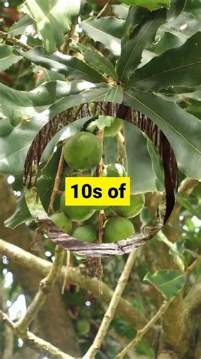 Macadamia Trees Are Older Than Humanity 🤯