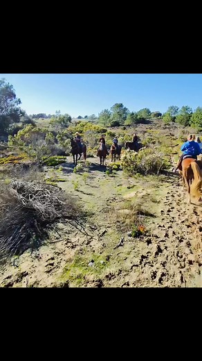 2.6K views · 50 reactions | Rocco is coming up for sale. He has been...