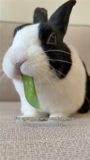 Bunny eating ASMR 🫛
