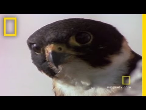 Falcon Mid-Air Attack | National Geographic