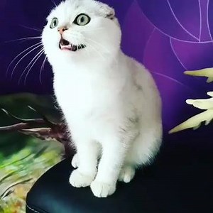 27K views · 824 reactions | Is this normal cat behavior? | Rumble Cats | Facebook