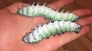 Giant Atlas Moth, (Attacus atlas) A video from last month of the last 2 caterpillars that had not pupated yet. Such huge caterpillars. :) ________________________________________ Official links to other bug-related social media are: Instagram: http://www.instagram.com/Darkrai283/ Facebook: http://www.facebook.com/RichardsInverts/ Youtube: http://www.youtube.com/user/Desiccata/ | Richard's Inverts