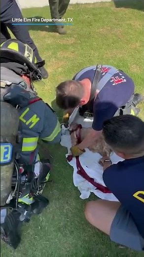 Firefighters rescue cats from house fire | NBC DFW