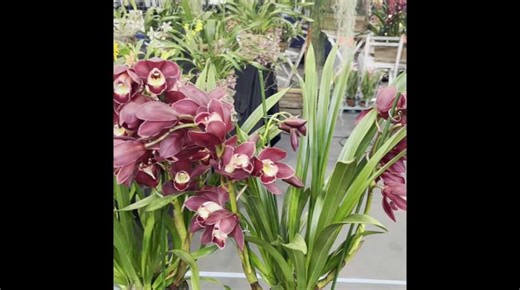 A l'expo-vente d'orchidées à Annequin, on peut aussi suivre une leçon de rempotage