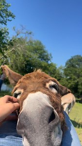 Stressed? Go hug a donkey. Sad? Go hug a donkey. Anxious? Go hug a donkey. Happy? Go hug a donkey and be happier. Basically the moral of my story is just go hug a donkey. | Sweet Mercies Rescue Ranch