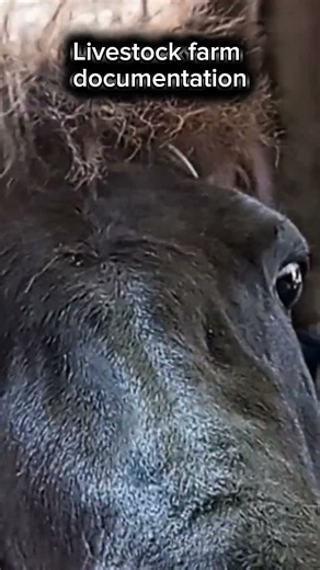 day 13 TG Stable horse farm documentation #horse #animals #fypviral #cavalo
