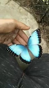 9.1K views · 250 reactions | Blue morpho butterfly | Omigu | Facebook