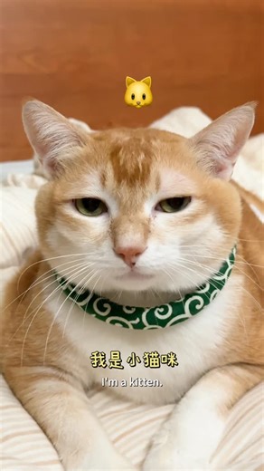 一条猫猫虫 on Instagram: "I’m just here to beg for some food. 🥺#cat"