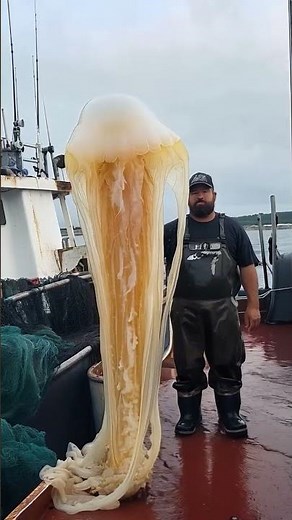Outstanding Giant Jellyfish Caught By Fishermen