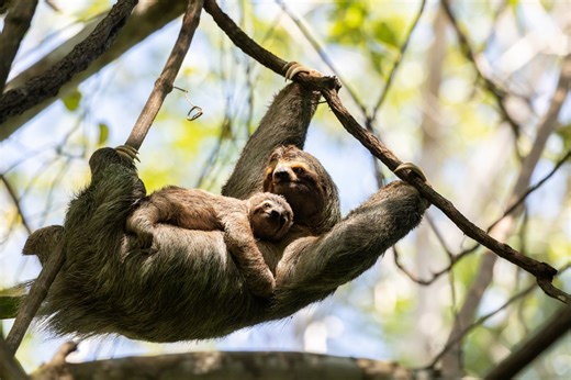 Watch a human return a lost baby sloth to its mother, who didn't hear it crying