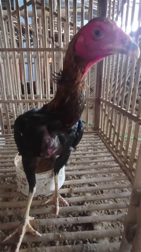 Ayam bangkok pama hitam beras wutah jogja