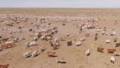 Huge herd of hundreds of Brahman cattle in Western Australia. A Huge...