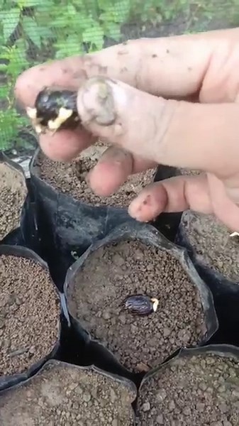 A Simple and Easy Way to Plant Superior Palm Oil Seeds Certified by PPKS Simalungun