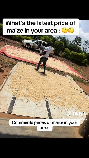 Latest Maize Prices in Your Area