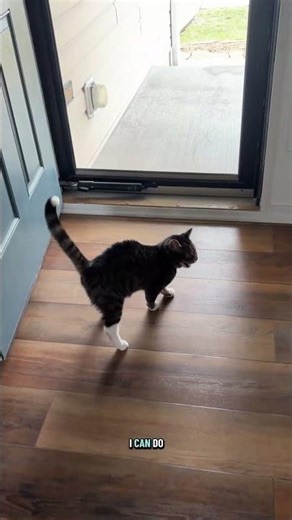 How do you say no to that face?😭 #dwarfcat #dishwashercat #miketv #mikey