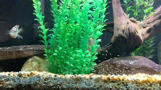 2.1K views · 28 reactions | Thorichthys helleri Río Chacamax | Cichlid Watch | Facebook