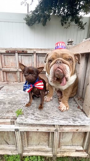 5K views · 721 reactions | Happy 4th of July from these two joyful Road Dogs ❤️ Wishing everyone a happy, safe day! #july4th #4thofjuly #happydogs #cutedogs #rescuedogs #bulldoglovers #roadogsandrescue | Roadogs Rescue | Facebook