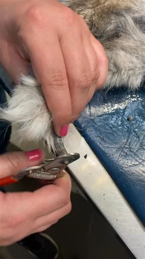 Vet Tech Barbie on Instagram: "#vettech #vetmed #foryou #vetlife #nailtrim"